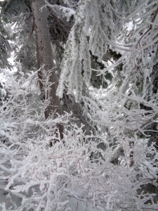 Frost "growing" on the tiny branches